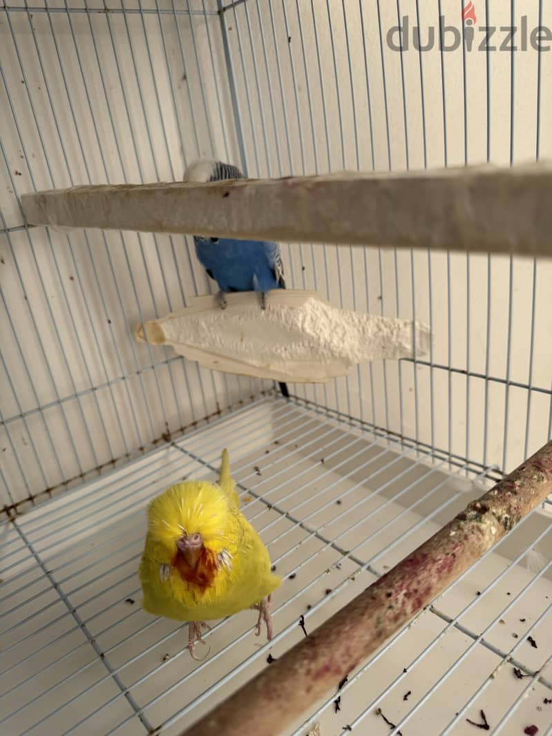 English Budgies 4