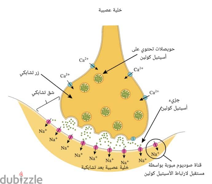 معلم أحياء 1