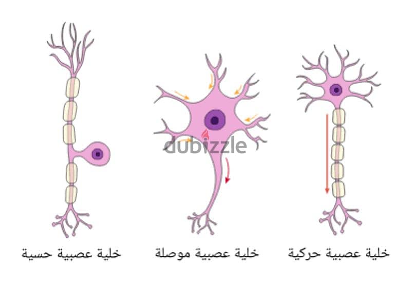 معلم أحياء 3