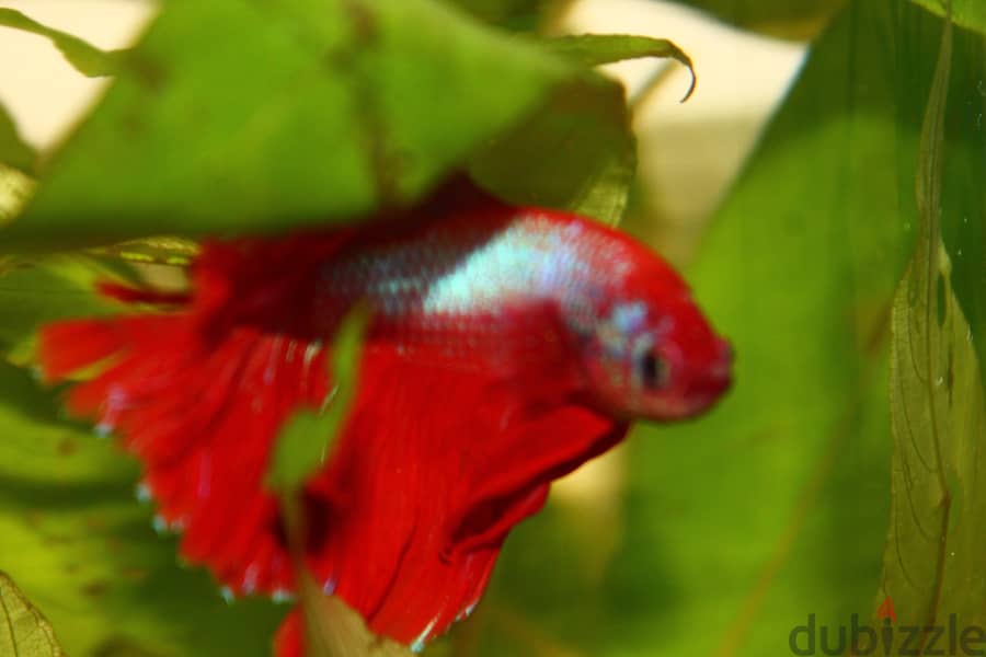 Half - moon betta fish 2