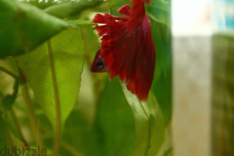 Half - moon betta fish 1