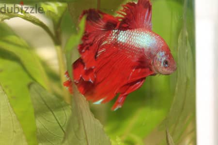 Half - moon betta fish