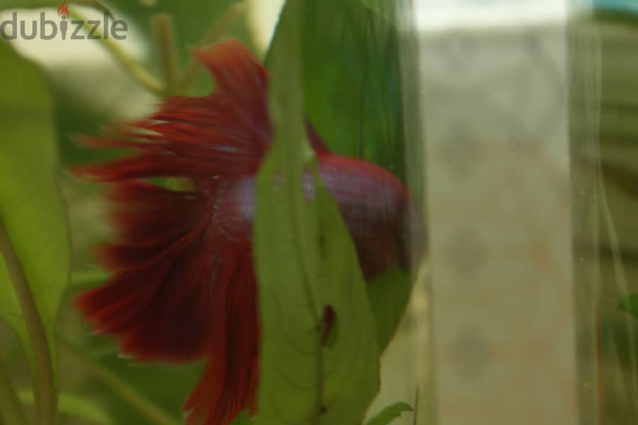 Half - moon betta fish 3