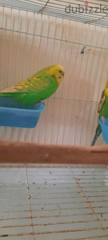 Australians parrots for sale with cage male female 2