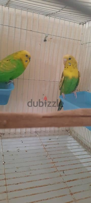 Australians parrots for sale with cage male female 3