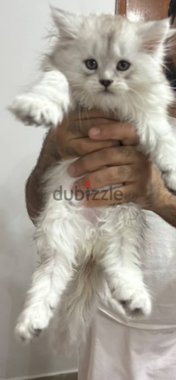 Mainecoon Kitten with Scottish Fold Cat blood 4