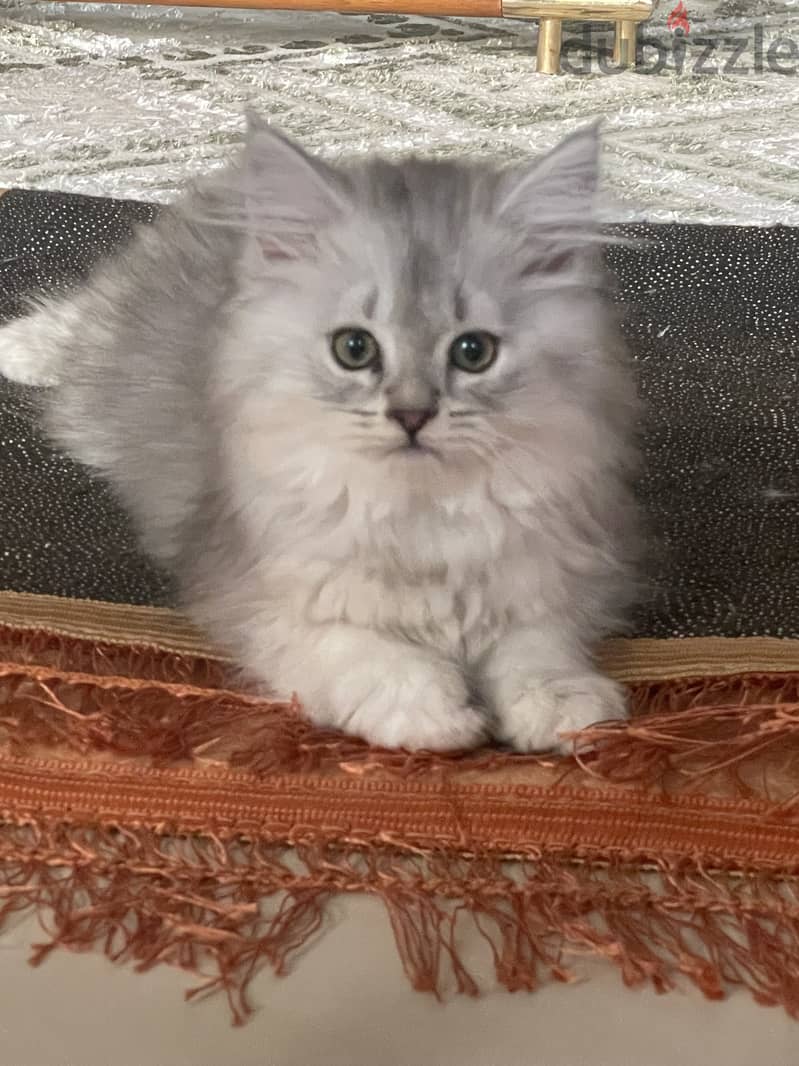 Mainecoon Kitten with Scottish Fold Cat blood 5