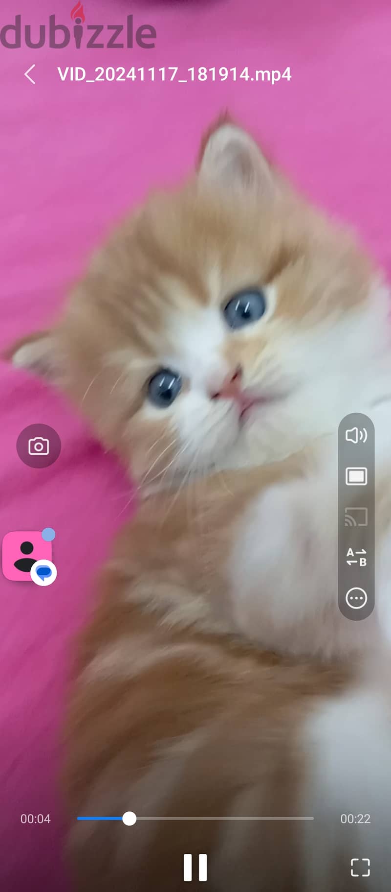 Kitten for sale 0