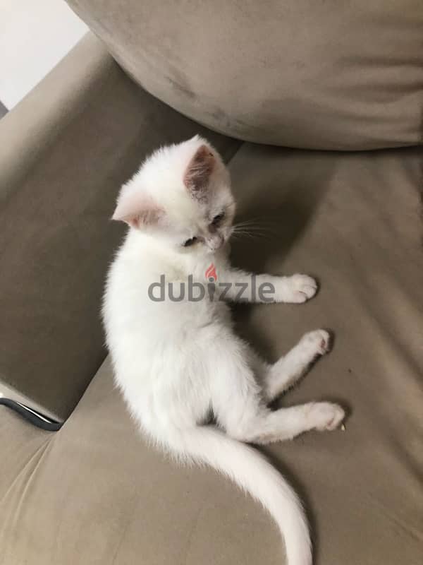 kitten for sale 2