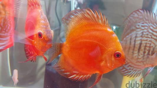 Discus