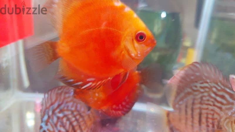 Discus fish 1