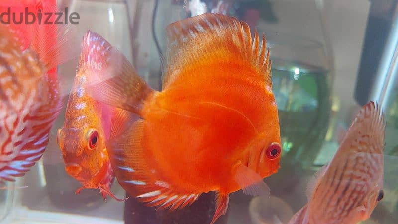 Discus fish 2