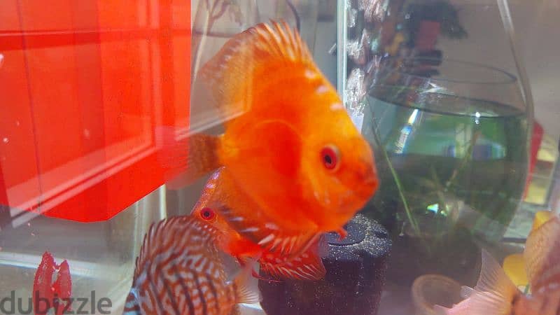 Discus fish 3