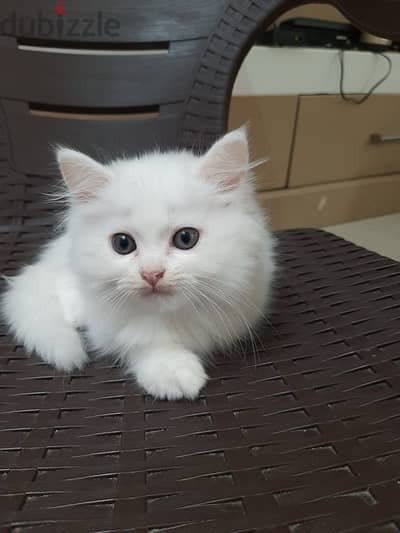 Persian kitten female