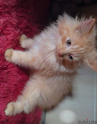 Ginger Male Kitten