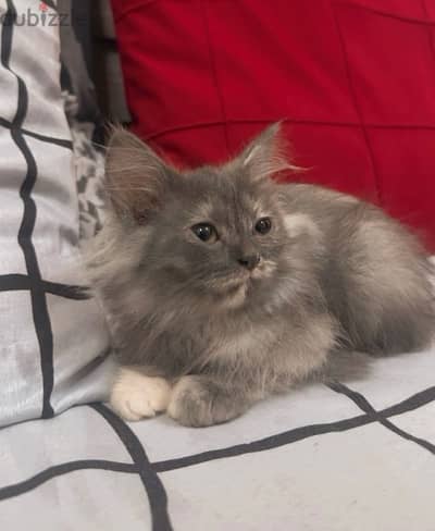 Persian Kitten Female