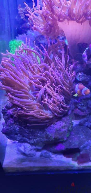 clownfish