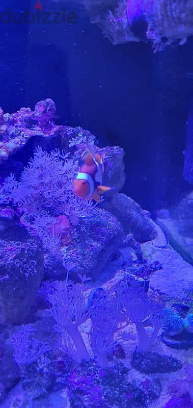 clownfish nemo and anemone 1