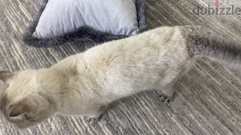 قطة British shorthair للبيع 0