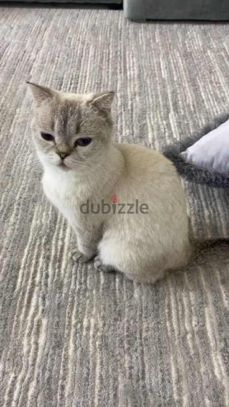 قطة British shorthair للبيع 2