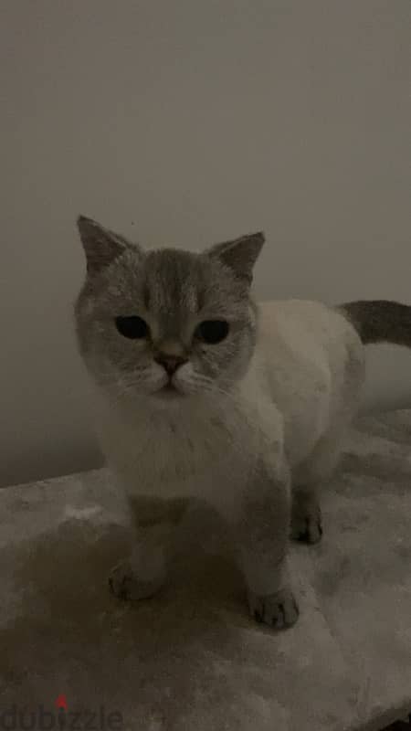 قطة British shorthair للبيع 3