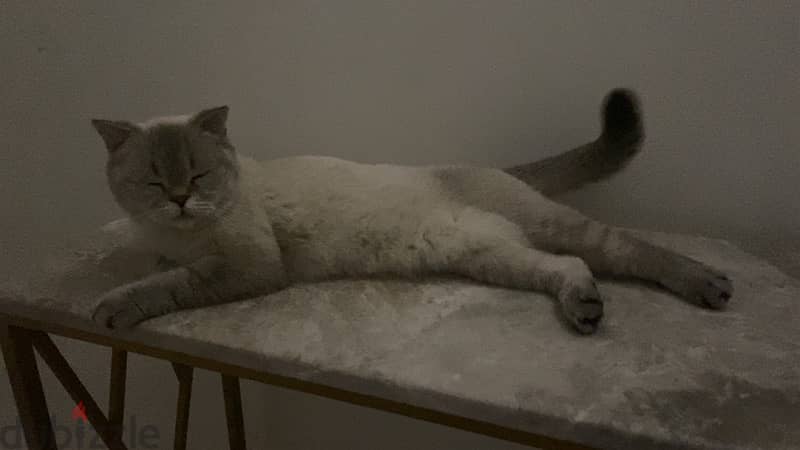 قطة British shorthair للبيع 4