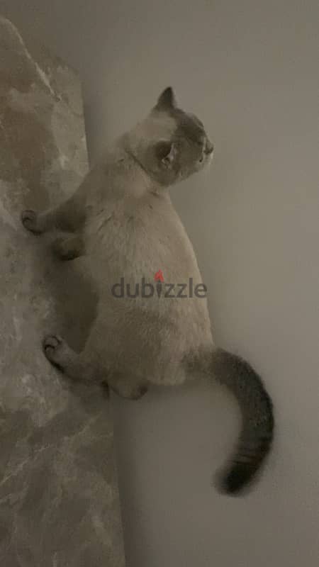 قطة British shorthair للبيع 5