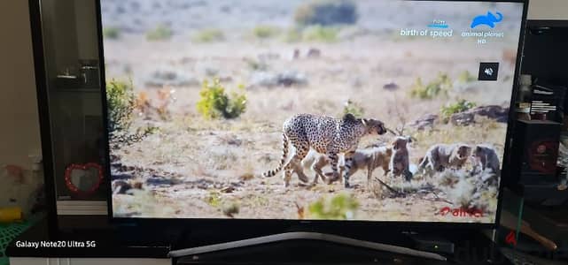 Samsung 55 inches 4k uhd led for sale