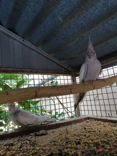 كوكتيل أميرالد فروخ + emerald cockatiel chicks