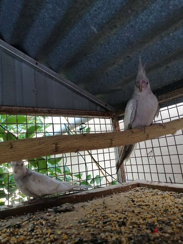 كوكتيل أميرالد فروخ + emerald cockatiel chicks 0