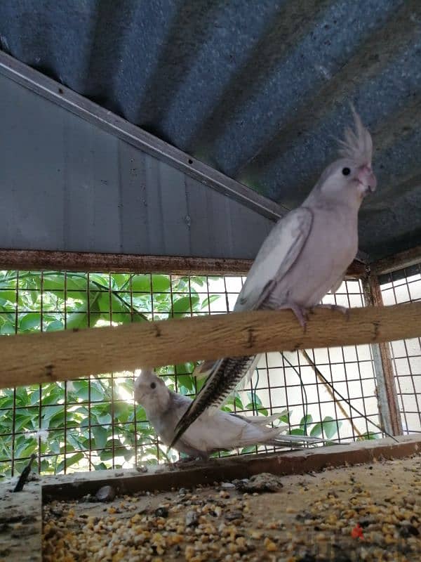 كوكتيل أميرالد فروخ + emerald cockatiel chicks 1