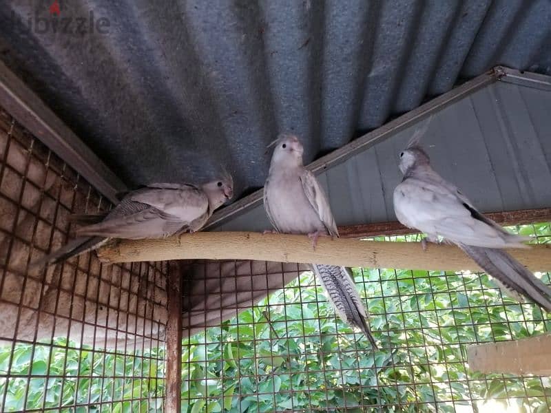 كوكتيل أميرالد فروخ + emerald cockatiel chicks 2