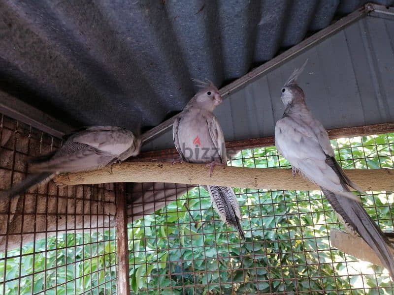 كوكتيل أميرالد فروخ + emerald cockatiel chicks 3