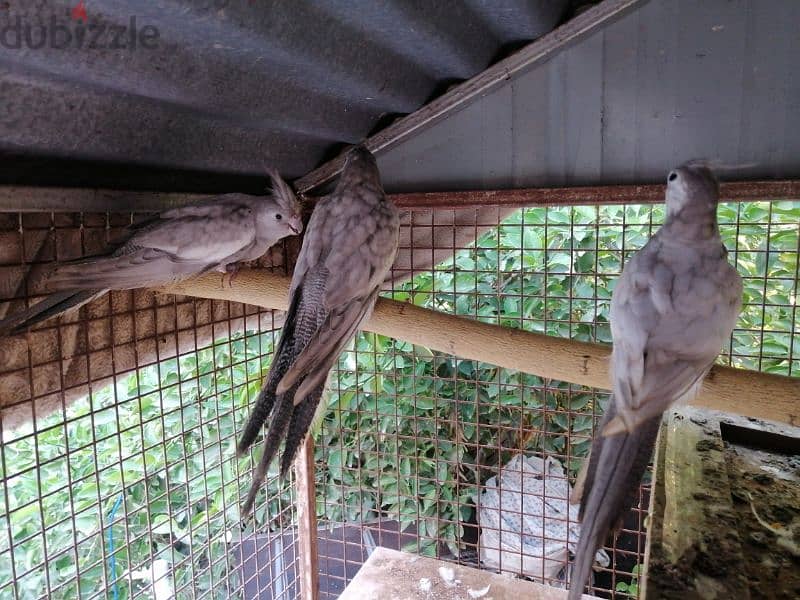 كوكتيل أميرالد فروخ + emerald cockatiel chicks 4