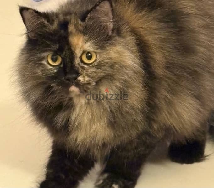 turkish angora cat for URGENT sale less than market price 0