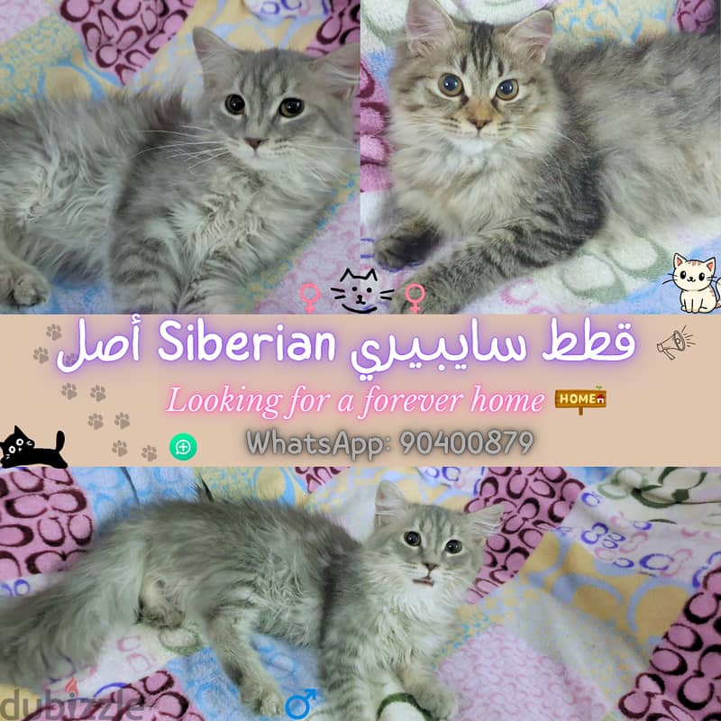 Rare Siberian Cat looking for a for ever home نادر: قط سايبيري 0