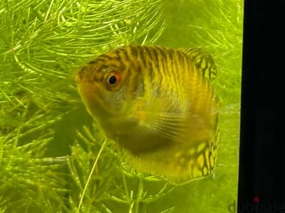 Gold Female Gourami