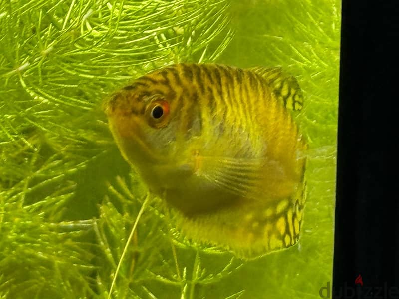 Gold Female Gourami 0