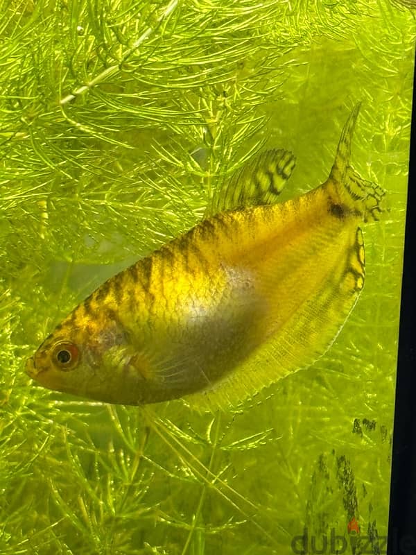 Gold Female Gourami 1