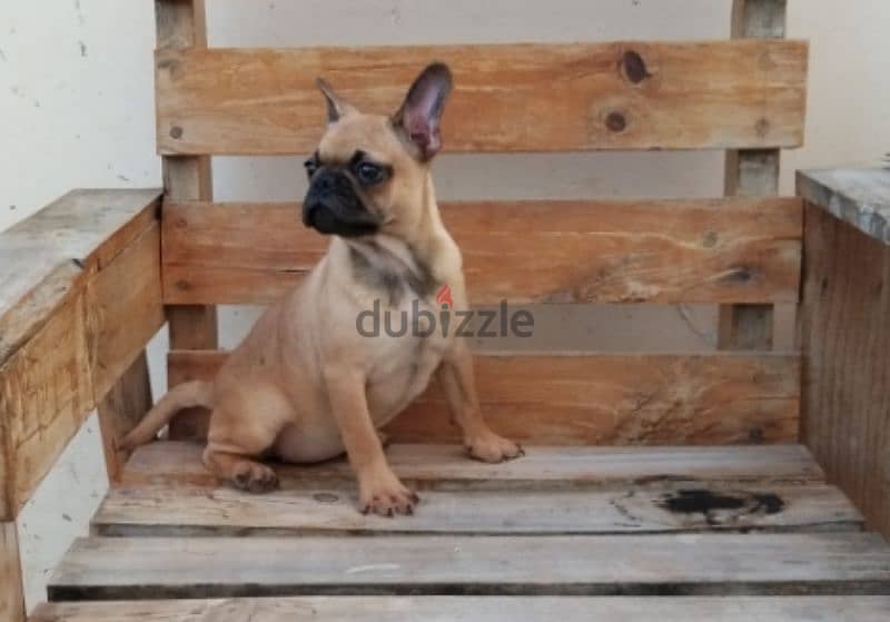 female french bulldog 0