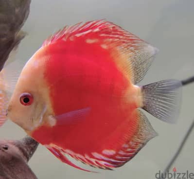 Discus