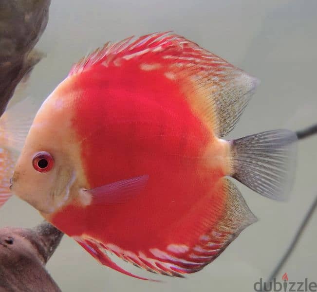 Discus for sale 0