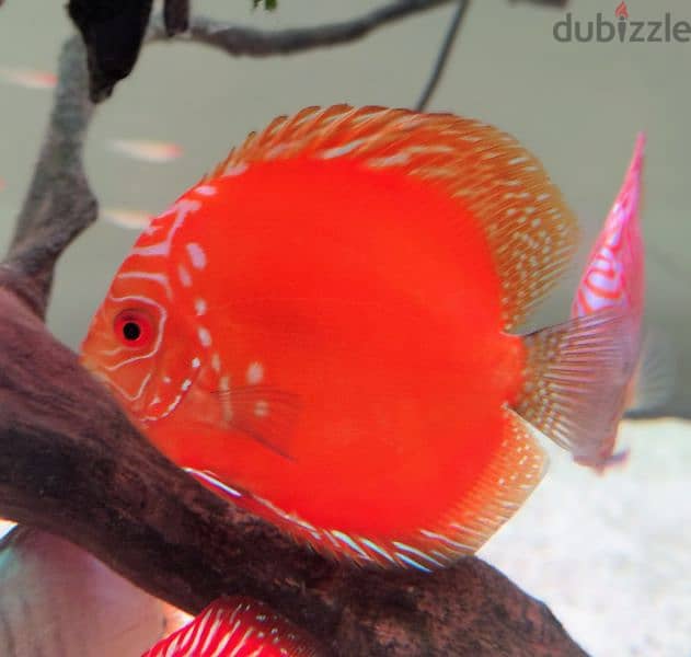 Discus for sale 1