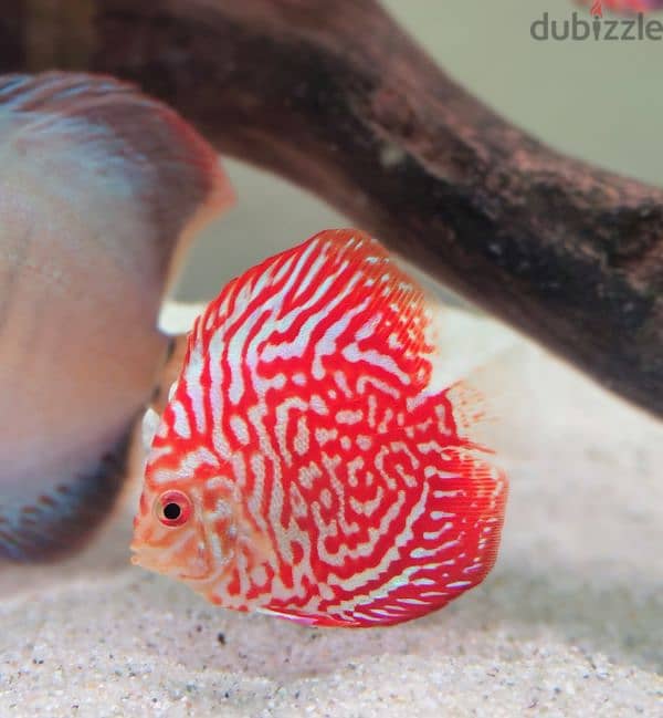 Discus for sale 2