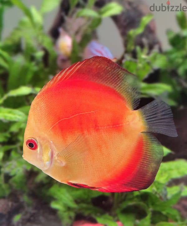 Discus for sale 3