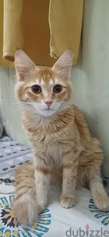 Cat male for  5 months old - Adoption 0