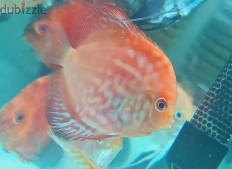 Discus fish 4