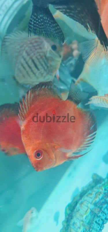 Discus fish 5