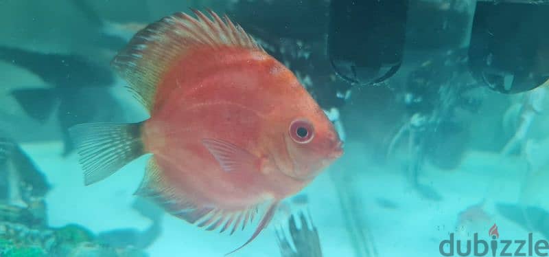 Discus fish 6