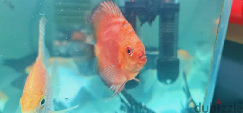 Discus fish 7